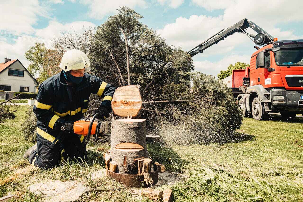 Large Tree Removal in Tanaina, AK